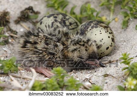 "Common Tern (Sterna hirundo), chicks and eggs, in a biotope, East Frisian Islands, East Frisia, Lower Saxony, Germany, Europe" View Large Photo Image Stock Image - "Common Tern (Sterna hirundo), chicks and eggs, in a biotope, East Frisian Islands, East Frisia, Lower Saxony, Germany, Europe". Fotosearch