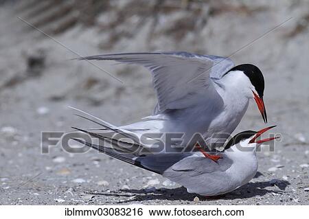 "Common Tern (Sterna hirundo), copula, East Frisian Islands, East Frisia, Lower Saxony, Germany, Europe" View Large Photo Image Stock Photograph - "Common Tern (Sterna hirundo), copula, East Frisian Islands, East Frisia, Lower Saxony, Germany, Europe". Fotosearch