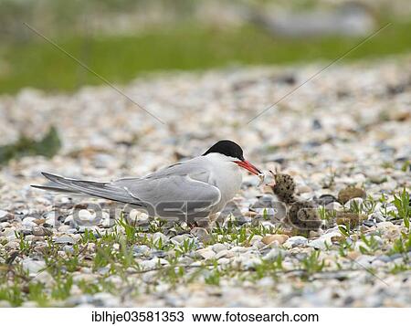 "Common Tern (Sterna hirundo) feeding a chick, Texel, West Frisian Islands, province of North Holland, The Netherlands, Europe" View Large Photo Image Stock Image - "Common Tern (Sterna hirundo) feeding a chick, Texel, West Frisian Islands, province of North Holland, The Netherlands, Europe". Fotosearch