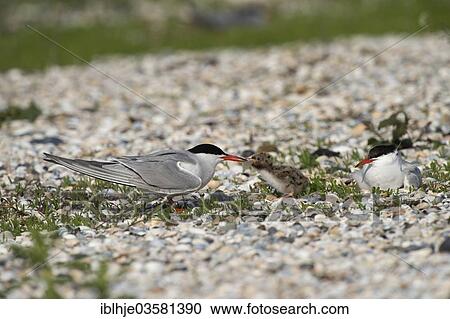 "Common Tern (Sterna hirundo) feeding a chick, Texel, West Frisian Islands, province of North Holland, The Netherlands, Europe" View Large Photo Image Stock Image - "Common Tern (Sterna hirundo) feeding a chick, Texel, West Frisian Islands, province of North Holland, The Netherlands, Europe". Fotosearch