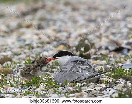 "Common Tern (Sterna hirundo) feeding a chick, Texel, West Frisian Islands, province of North Holland, The Netherlands, Europe" View Large Photo Image Stock Photograph - "Common Tern (Sterna hirundo) feeding a chick, Texel, West Frisian Islands, province of North Holland, The Netherlands, Europe". Fotosearch