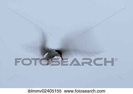 "Common Tern (Sterna hirundo), hovering flight in the evening light, Minsener Oog, East Frisian Islands, Lower Saxony Wadden Sea National Park, Lower Saxony, Germany, Europe" View Large Photo Image Stock Photography - "Common Tern (Sterna hirundo), hovering flight in the evening light, Minsener Oog, East Frisian Islands, Lower Saxony Wadden Sea National Park, Lower Saxony, Germany, Europe". Fotosearch