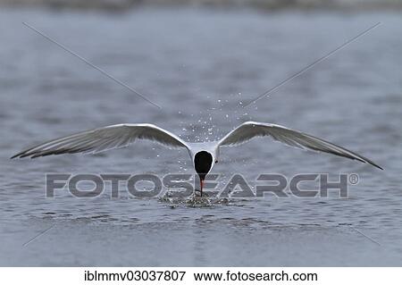 Stock Photo - "Common Tern (Sterna hirundo) in flight in search of food, Ostriesische Inseln, Friesland, Lower Saxony, Germany, Europe". Fotosearch