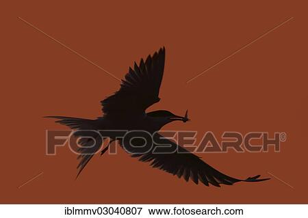 "Common Tern (Sterna hirundo) in flight with fish in its beak, silhouette, East Frisian Islands, East Frisia, Lower Saxony, Germany, Europe" View Large Photo Image Stock Photo - "Common Tern (Sterna hirundo) in flight with fish in its beak, silhouette, East Frisian Islands, East Frisia, Lower Saxony, Germany, Europe". Fotosearch