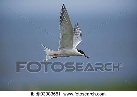 "Common Tern (Sterna hirundo) in flight, Inner Farne, Farne Islands, Northumberland, England, United Kingdom, Europe" View Large Photo Image Stock Image - "Common Tern (Sterna hirundo) in flight, Inner Farne, Farne Islands, Northumberland, England, United Kingdom, Europe". Fotosearch