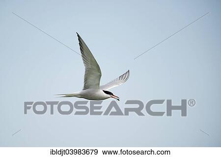 "Common Tern (Sterna hirundo) in flight, Inner Farne, Farne Islands, Northumberland, England, United Kingdom, Europe" View Large Photo Image Stock Photo - "Common Tern (Sterna hirundo) in flight, Inner Farne, Farne Islands, Northumberland, England, United Kingdom, Europe". Fotosearch