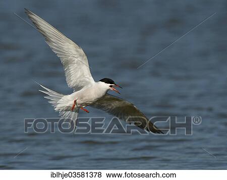 "Common Tern (Sterna hirundo) in flight, Texel, West Frisian Islands, province of North Holland, The Netherlands, Europe" View Large Photo Image Stock Photo - "Common Tern (Sterna hirundo) in flight, Texel, West Frisian Islands, province of North Holland, The Netherlands, Europe". Fotosearch