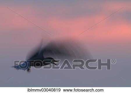 "Common Tern (Sterna hirundo) in flight, silhouette, East Frisian Islands, East Frisia, Lower Saxony, Germany, Europe" View Large Photo Image Stock Photo - "Common Tern (Sterna hirundo) in flight, silhouette, East Frisian Islands, East Frisia, Lower Saxony, Germany, Europe". Fotosearch