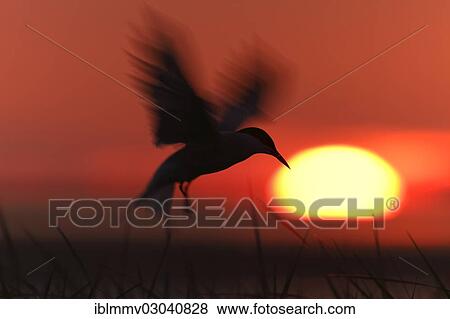 "Common Tern (Sterna hirundo) in flight, silhouetted against the sunset, East Frisian Islands, East Frisia, Lower Saxony, Germany, Europe" View Large Photo Image Stock Photo - "Common Tern (Sterna hirundo) in flight, silhouetted against the sunset, East Frisian Islands, East Frisia, Lower Saxony, Germany, Europe". Fotosearch