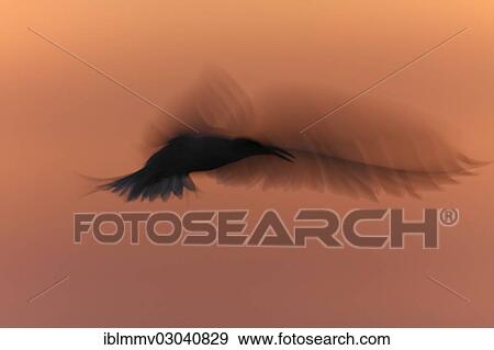"Common Tern (Sterna hirundo) in flight, silhouette, East Frisian Islands, East Frisia, Lower Saxony, Germany, Europe" View Large Photo Image Stock Photo - "Common Tern (Sterna hirundo) in flight, silhouette, East Frisian Islands, East Frisia, Lower Saxony, Germany, Europe". Fotosearch