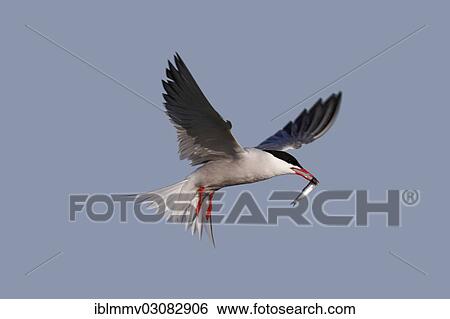 "Common Tern (Sterna hirundo), in flight with fish in its beak, East Frisian Islands, East Frisia, Lower Saxony, Germany, Europe" View Large Photo Image Stock Photograph - "Common Tern (Sterna hirundo), in flight with fish in its beak, East Frisian Islands, East Frisia, Lower Saxony, Germany, Europe". Fotosearch