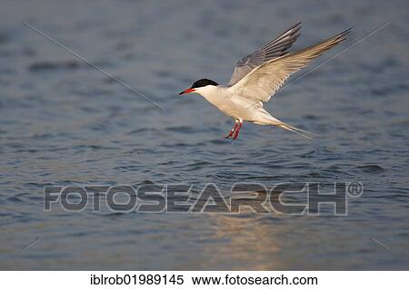 "Common tern (Sterna hirundo) in flight, Texel, The Netherlands, Europe" View Large Photo Image Stock Photography - "Common tern (Sterna hirundo) in flight, Texel, The Netherlands, Europe". Fotosearch