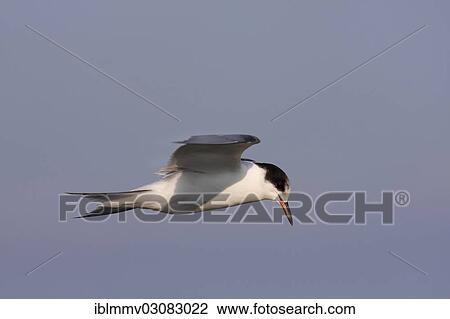 "Common Tern (Sterna hirundo), juvenile, in flight, East Frisian Islands, East Frisia, Lower Saxony, Germany, Europe" View Large Photo Image Stock Image - "Common Tern (Sterna hirundo), juvenile, in flight, East Frisian Islands, East Frisia, Lower Saxony, Germany, Europe". Fotosearch
