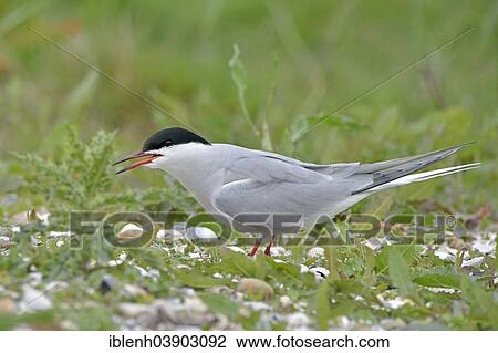 Stock Image - "Common Tern (Sterna hirundo), Texel, province of North Holland, The Netherlands, Europe". Fotosearch