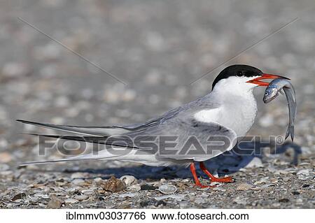 Stock Photograph - "Common tern (Sterna hirundo), with fish in its beak, Ostriesische Inseln, Friesland, Lower Saxony, Germany, Europe". Fotosearch