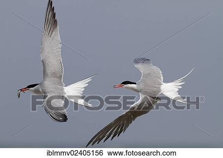 Stock Photograph - "Common Terns (Sterna hirundo), attempt of kleptoparasitism, typical behavior during times of malnutrition, Minsener Oog, East Frisian Islands, Lower Saxony Wadden Sea National Park, Lower Saxony, Germany, Europe". Fotosearch