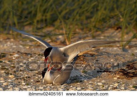 "Common Terns (Sterna hirundo) during copulation in the evening light, Minsener Oog, East Frisian Islands, Lower Saxony Wadden Sea National Park, Lower Saxony, Germany, Europe" View Large Photo Image Stock Image - "Common Terns (Sterna hirundo) during copulation in the evening light, Minsener Oog, East Frisian Islands, Lower Saxony Wadden Sea National Park, Lower Saxony, Germany, Europe". Fotosearch