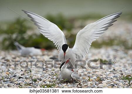 "Common Terns (Sterna hirundo), mating, Texel, West Frisian Islands, province of North Holland, The Netherlands, Europe" View Large Photo Image Stock Image - "Common Terns (Sterna hirundo), mating, Texel, West Frisian Islands, province of North Holland, The Netherlands, Europe". Fotosearch
