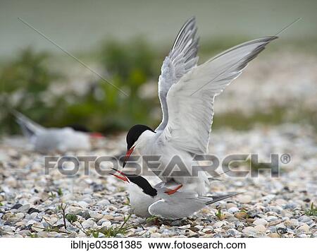"Common Terns (Sterna hirundo), mating, Texel, West Frisian Islands, province of North Holland, The Netherlands, Europe" View Large Photo Image Stock Photography - "Common Terns (Sterna hirundo), mating, Texel, West Frisian Islands, province of North Holland, The Netherlands, Europe". Fotosearch