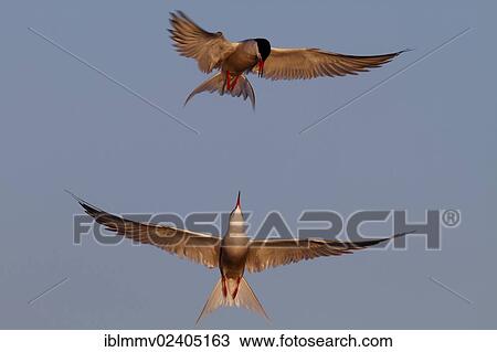 "Common Terns (Sterna hirundo), courtship, rivals fighting in the air, Minsener Oog, East Frisian Islands, Lower Saxony Wadden Sea National Park, Lower Saxony, Germany, Europe" View Large Photo Image Stock Image - "Common Terns (Sterna hirundo), courtship, rivals fighting in the air, Minsener Oog, East Frisian Islands, Lower Saxony Wadden Sea National Park, Lower Saxony, Germany, Europe". Fotosearch