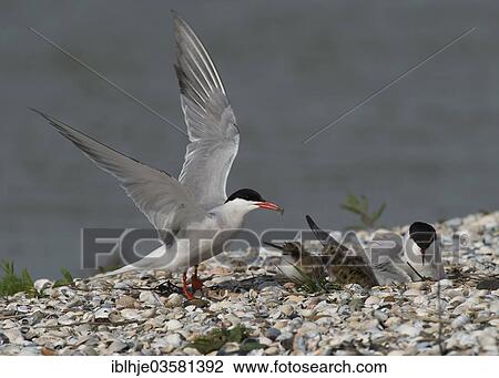 "Common Terns (Sterna hirundo) with chicks, Texel, West Frisian Islands, province of North Holland, The Netherlands, Europe" View Large Photo Image Stock Image - "Common Terns (Sterna hirundo) with chicks, Texel, West Frisian Islands, province of North Holland, The Netherlands, Europe". Fotosearch