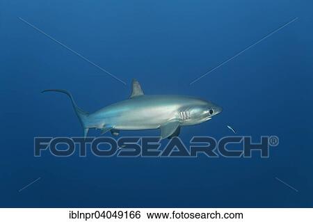"Common thresher (Alopias vulpinus), Great Barrier Reef, Pacific, Australia, Oceania" View Large Photo Image Stock Photograph - "Common thresher (Alopias vulpinus), Great Barrier Reef, Pacific, Australia, Oceania". Fotosearch
