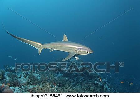 "Common Thresher Shark (Alopias vulpinus) swimming above a coral reef, Big Brother Island, Egypt, Africa" View Large Photo Image Stock Image - "Common Thresher Shark (Alopias vulpinus) swimming above a coral reef, Big Brother Island, Egypt, Africa". Fotosearch