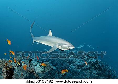 Stock Image - "Common Thresher Shark (Alopias vulpinus) swimming above a coral reef, Big Brother Island, Egypt, Africa". Fotosearch