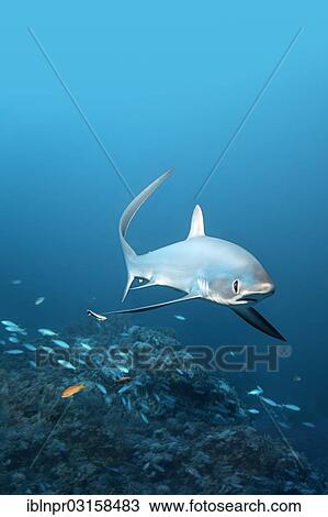 "Common Thresher Shark (Alopias vulpinus) swimming above a coral reef, Big Brother Island, Egypt, Africa" View Large Photo Image Stock Image - "Common Thresher Shark (Alopias vulpinus) swimming above a coral reef, Big Brother Island, Egypt, Africa". Fotosearch