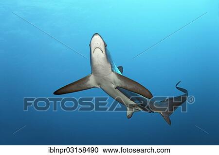 "Common Thresher Shark (Alopias vulpinus), floating, Big Brother Island, Egypt, Africa" View Large Photo Image Stock Image - "Common Thresher Shark (Alopias vulpinus), floating, Big Brother Island, Egypt, Africa". Fotosearch
