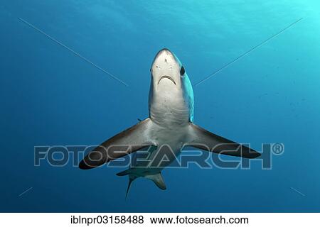 "Common Thresher Shark (Alopias vulpinus), floating, Big Brother Island, Egypt, Africa" View Large Photo Image Stock Photo - "Common Thresher Shark (Alopias vulpinus), floating, Big Brother Island, Egypt, Africa". Fotosearch