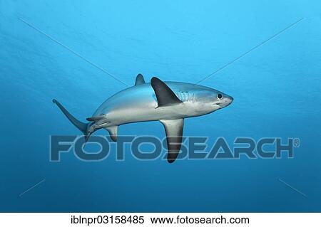 Stock Photography - "Common Thresher Shark (Alopias vulpinus), floating, Big Brother Islands, Egypt, Africa". Fotosearch