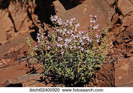 "Common Thyme (Thymus vulgaris), Provence, Southern France, France, Europe" View Large Photo Image Stock Image - "Common Thyme (Thymus vulgaris), Provence, Southern France, France, Europe". Fotosearch