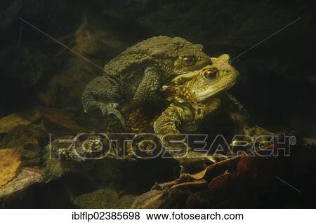 "Common Toad (Bufo bufo), adult pair, in amplexus, in underwater detritus at bottom of pond, Hurst Pond, Bexley, Kent, England, United Kingdom, Europe" View Large Photo Image Stock Photo - "Common Toad (Bufo bufo), adult pair, in amplexus, in underwater detritus at bottom of pond, Hurst Pond, Bexley, Kent, England, United Kingdom, Europe". Fotosearch