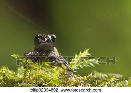 Stock Image - "Common Toad (Bufo bufo), baby, climbing over moss, Belvedere, Bexley, Kent, England, United Kingdom, Europe". Fotosearch