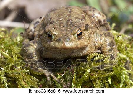 "Common Toad (Bufo bufo), female, Schleswig-Holstein, Germany, Europe" View Large Photo Image Stock Photograph - "Common Toad (Bufo bufo), female, Schleswig-Holstein, Germany, Europe". Fotosearch