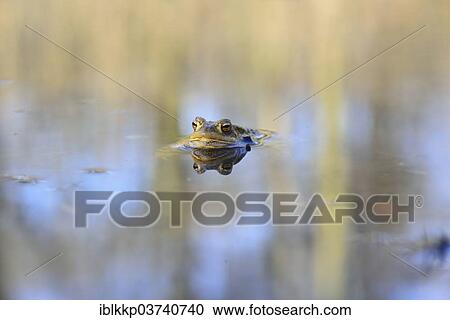 "Common Toad (Bufo bufo), floating, Saxony, Germany, Europe" View Large Photo Image Stock Image - "Common Toad (Bufo bufo), floating, Saxony, Germany, Europe". Fotosearch