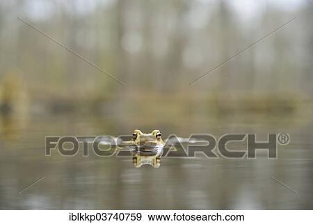 "Common Toad (Bufo bufo), floating, Saxony, Germany, Europe" View Large Photo Image Stock Photo - "Common Toad (Bufo bufo), floating, Saxony, Germany, Europe". Fotosearch