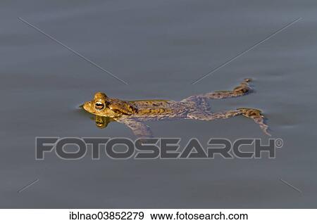 Stock Photo - "Common Toad (Bufo bufo), in the water, Schleswig-Holstein, Germany, Europe". Fotosearch