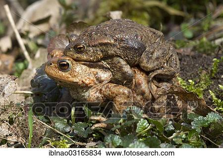 "Common Toad (Bufo bufo), male clinging to a female, Schleswig-Holstein, Germany, Europe" View Large Photo Image Picture - "Common Toad (Bufo bufo), male clinging to a female, Schleswig-Holstein, Germany, Europe". Fotosearch