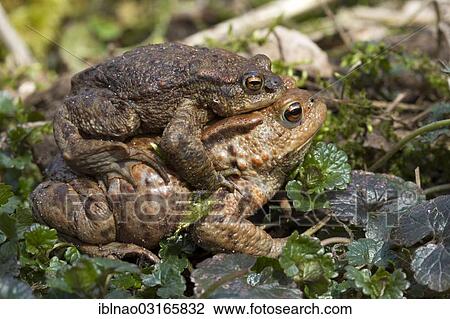 "Common Toad (Bufo bufo), male clinging to a female, Schleswig-Holstein, Germany, Europe" View Large Photo Image Stock Image - "Common Toad (Bufo bufo), male clinging to a female, Schleswig-Holstein, Germany, Europe". Fotosearch