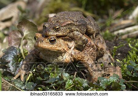 Stock Image - "Common Toad (Bufo bufo), male clinging to a female, Schleswig-Holstein, Germany, Europe". Fotosearch
