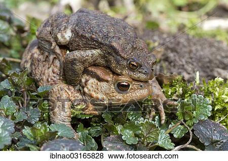 Stock Photo - "Common Toad (Bufo bufo), male clinging to a female, Schleswig-Holstein, Germany, Europe". Fotosearch