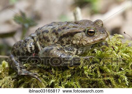 "Common Toad (Bufo bufo), male, Schleswig-Holstein, Germany, Europe" View Large Photo Image Stock Photo - "Common Toad (Bufo bufo), male, Schleswig-Holstein, Germany, Europe". Fotosearch