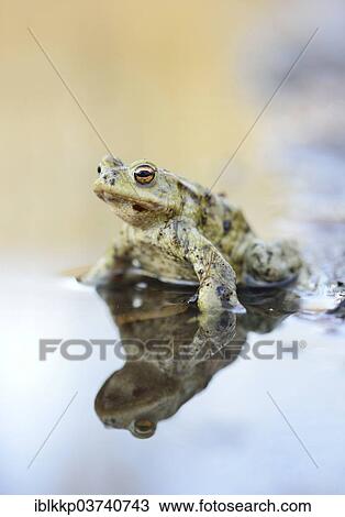 Stock Image - "Common Toad (Bufo bufo) sitting in water, Saxony, Germany, Europe". Fotosearch
