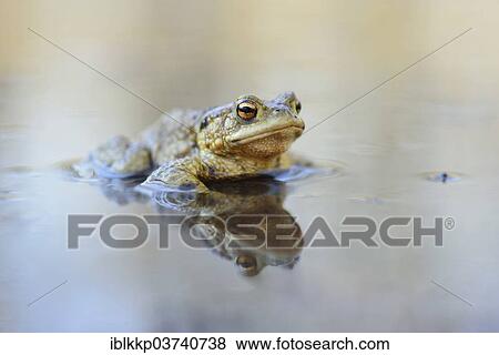 Stock Photo - "Common Toad (Bufo bufo) sitting in water, Saxony, Germany, Europe". Fotosearch