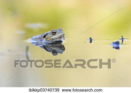 Stock Photo - "Common Toad (Bufo bufo) sitting in water, Saxony, Germany, Europe". Fotosearch