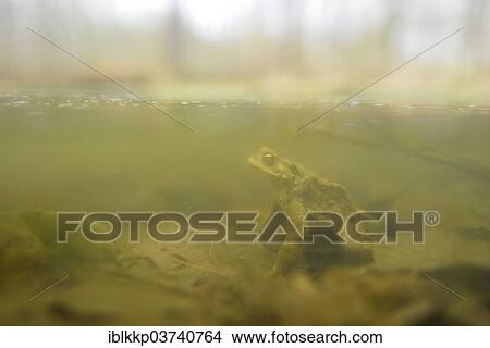 Picture - "Common Toad (Bufo bufo), submerged in a pond, Saxony, Germany, Europe". Fotosearch