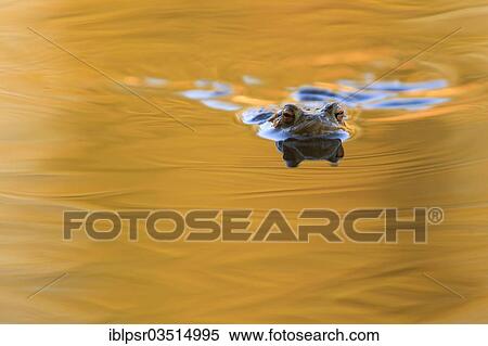 Stock Photography - "Common Toad (Bufo bufo), swimming, Lanser Moor, Lans, Tyrol, Austria, Europe". Fotosearch