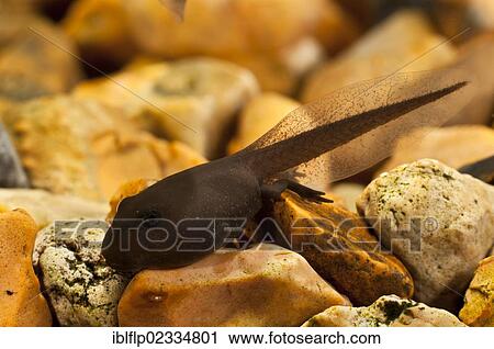 "Common Toad (Bufo bufo), tadpole, undergoing metamorphosis, with back legs developing, Belvedere, Bexley, Kent, England, United Kingdom, Europe" View Large Photo Image Stock Image - "Common Toad (Bufo bufo), tadpole, undergoing metamorphosis, with back legs developing, Belvedere, Bexley, Kent, England, United Kingdom, Europe". Fotosearch